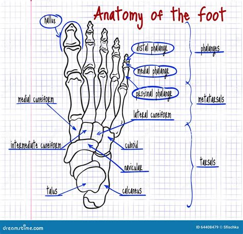 Drawing Of The Human Foot Bones Stock Vector - Image: 64408479