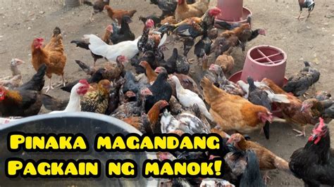 PINAKAMAGANDANG FEEDS NG MANOK! - YouTube