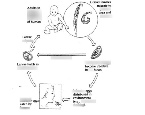 Pinworm Life Cycle