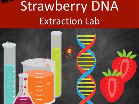 Strawberry DNA Extraction Lab (US version) | Teaching Resources