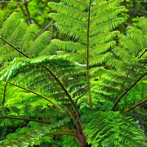 Types of Endangered Rainforest Plants | Sciencing