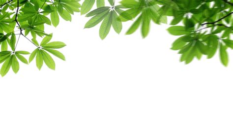 Leaf PNG Transparent Images Free Download | Vector Files | Pngtree