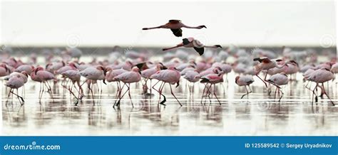 Colony of Flamingos on the Natron Lake. Stock Photo - Image of lake ...