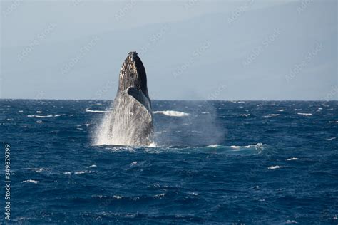 Humpback whale breaching during breeding season, Maui, Hawaii Stock ...