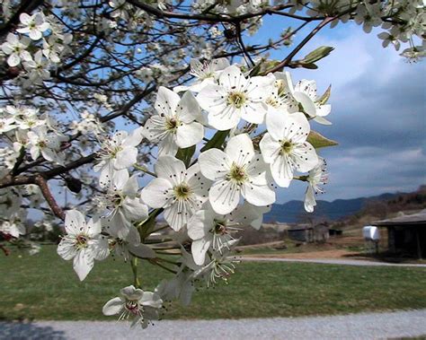 Bradford_pear_tree_blossoms - The Plant Guide