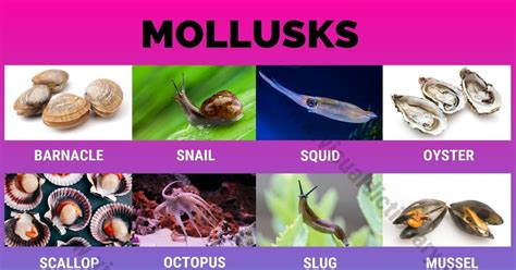 Mollusks: Interesting List of 16 Commonly Found Marine Mollusca Animals ...