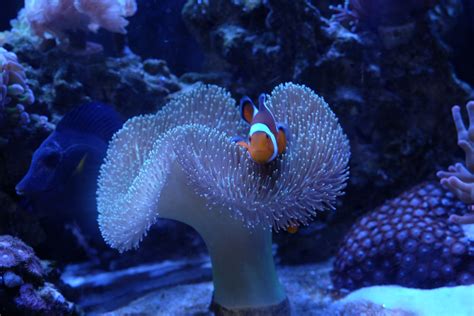 clownfish-in-leather-coral_26486344314_o | Reef tank, Fish pet, Clown fish