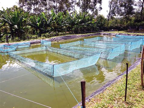 Israel and Kenya form unlikely partnership around fish farming