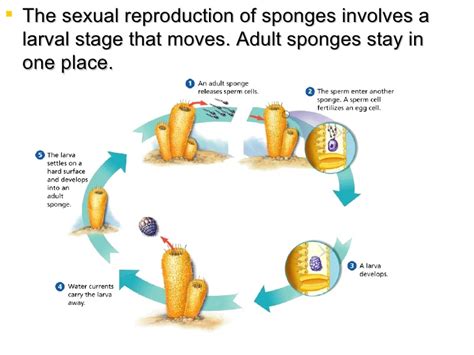 Biology 10: Topic 10a: Simple Invertebrates - Sponges