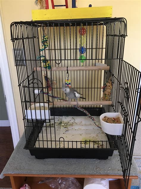 Is my cage big enough to support a second cockatiel? : cockatiel