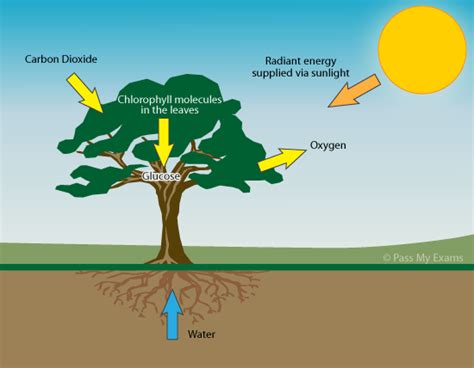 What is Photosynthesis? - Pass My Exams: Easy exam revision notes for ...