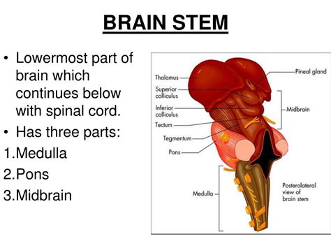 PPT - PRINCIPLES OF BRAIN ORGANISATION PowerPoint Presentation, free ...