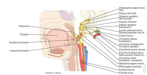 49+ Cranial Nerves Labeled Diagram - KailynEsma