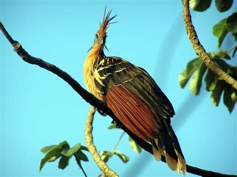 Hoatzin - All Birds Wiki