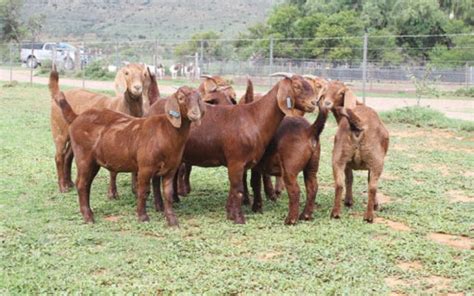 Kalahari Red Goats for sale - Rosendale Dairy Farm