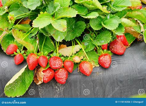 Strawberry farm stock photo. Image of forest, gardening - 111814356