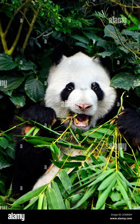 Panda in a zoo in Singapore Stock Photo - Alamy