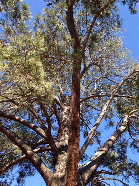 THE WORLD'S LARGEST TORREY PINE: The Tree to End All Trees - California ...