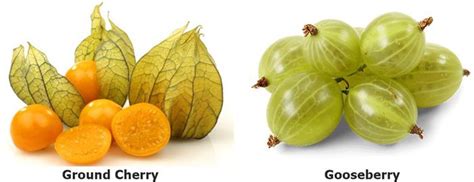 Ground Cherries versus Gooseberries - Seeds and Plants