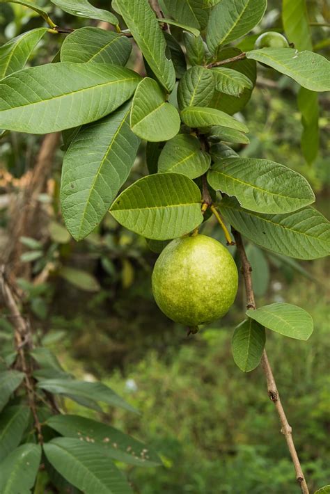 10 Health Benefits of Guava Leaves - Healthier Steps