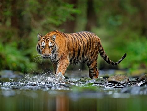 Of 6 separate tiger species, only 4,000 tigers remain in the wild ...