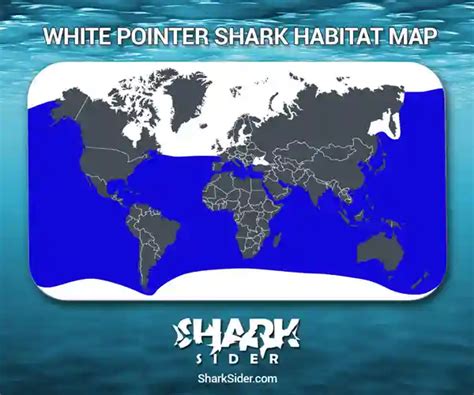 White Pointer Shark AKA Great White Sharks