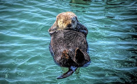 Sleeping Sea Otter Photograph by Barbara Snyder - Pixels