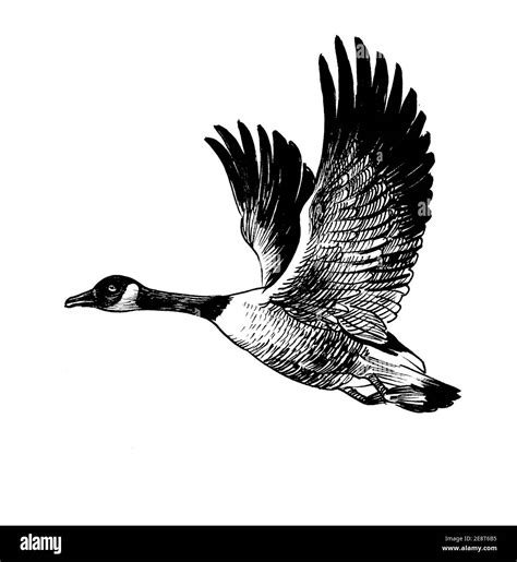 Flying Canadian wild goose bird. Ink black and white drawing Stock ...