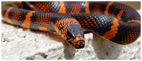 My hybrid collection - Corn Snakes - MorphMarket Reptile Community