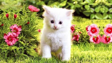 White Cat Kitten Is Standing In Grass Field HD Cute Cat Wallpapers | HD ...