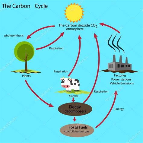 Simple Easy Carbon Cycle Diagram