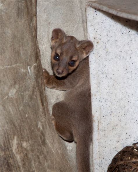 Photos: Baby fossa born at Denver Zoo, resembles small mountain lion ...