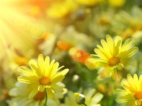 Spring Sunshine Desktop Wallpapers - Top Free Spring Sunshine Desktop ...