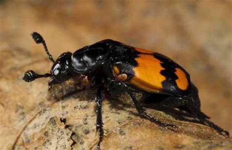 Beetle Identification: A Guide to 21 Common Species (With Photos ...