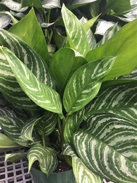 chinese evergreen