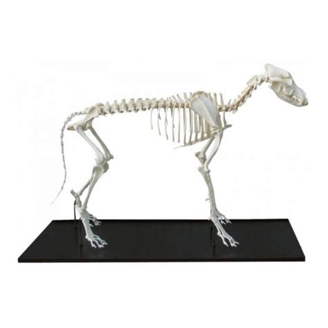 Dog Skeleton, assembled, small size dog | Physiosupplies.eu