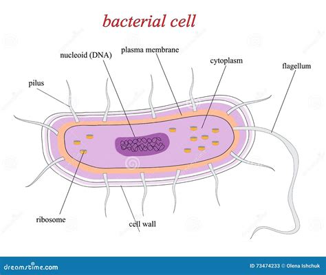 Structure of a Bacterial Cell Stock Illustration - Illustration of ...