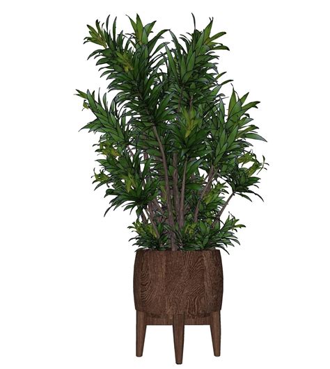 54. Plants Free Sketchup Model | Sketchup model, Plants, Model