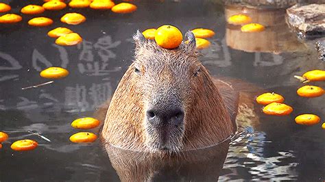 Capybara With Orange On Head - WORDBLOG