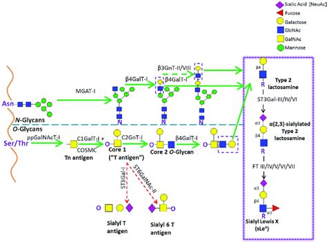 | Schematic representation of the biosynthetic pathways leading to ...