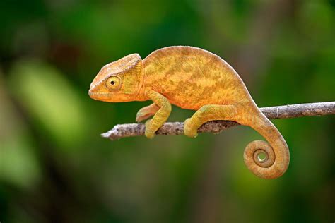 Chameleons: Types, Characteristics, and Photos