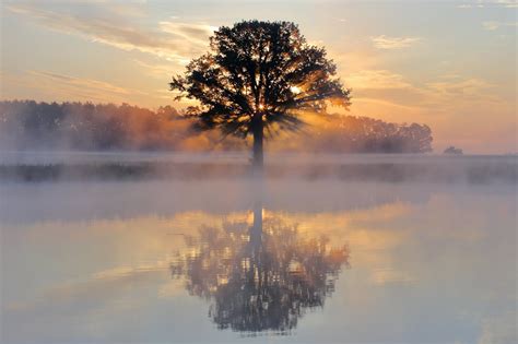 Tree Reflection in Lake Wallpaper, HD Nature 4K Wallpapers, Images and ...