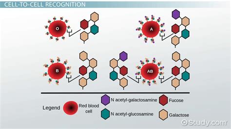 Glycoprotein in the Cell Membrane | Structure & Function - Lesson ...