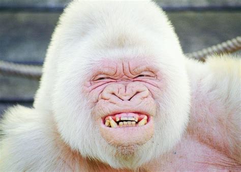 This is Snowflake, the only known white (albino) gorilla to exist. He ...