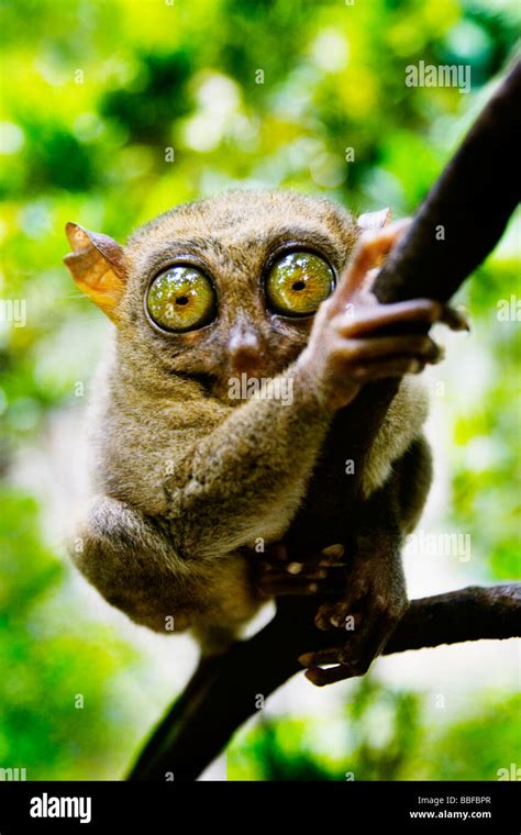 Tarsier has eyes that are larger than it's brain. Bohol island ...