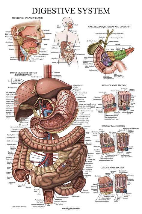 Digestive System – Anatomy Posters