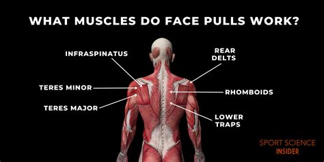 What Muscles Do Face Pulls Work? – Sport Science Insider