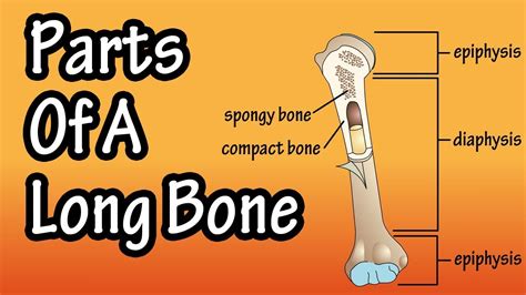 Major Parts Of A Long Bone Diagram