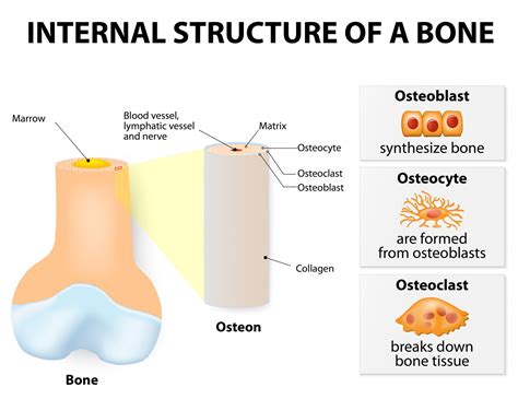 Collagen peptides for bone and joint health - Super Body Mind®