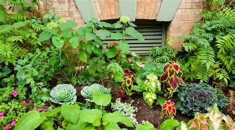 What is Urban Gardening? Definition, Tips, and Plants for Growing ...